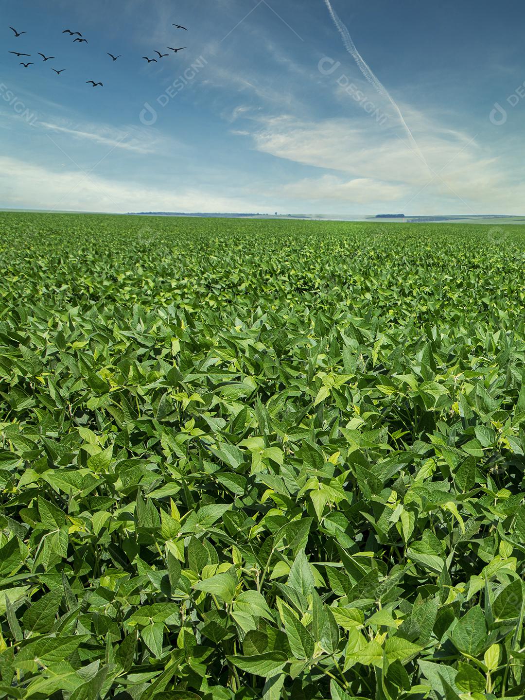 Plantação de soja agrícola no pôr do sol - planta de soja verde crescente contra a luz solar.