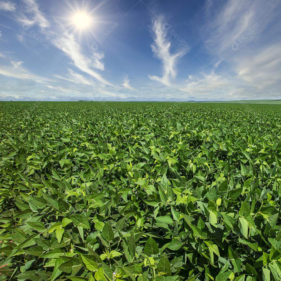 Plantação de soja agrícola no pôr do sol - planta de soja verde crescente contra a luz solar.