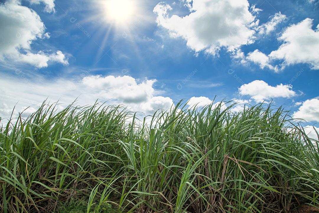 plantação de cana-de-açúcar em um lindo dia.