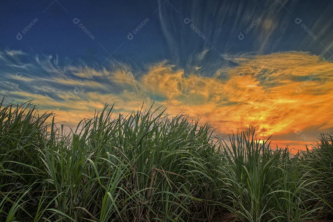 plantação de cana-de-açúcar em um lindo dia.
