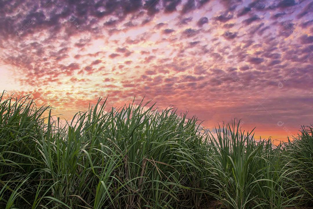 plantação de cana-de-açúcar em um lindo dia.