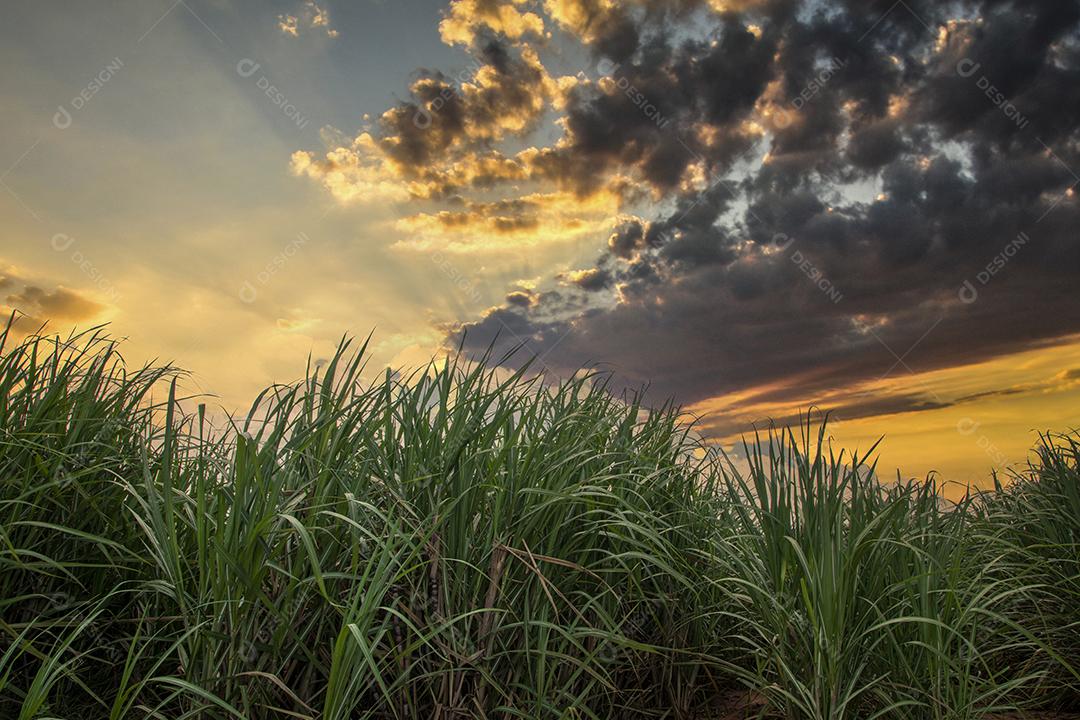 plantação de cana-de-açúcar em um pôr do sol.