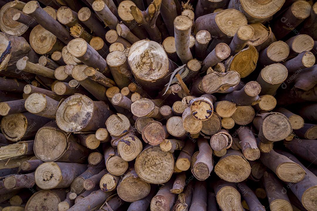 Pilha de madeira cortada, pinho, eucalipto.
