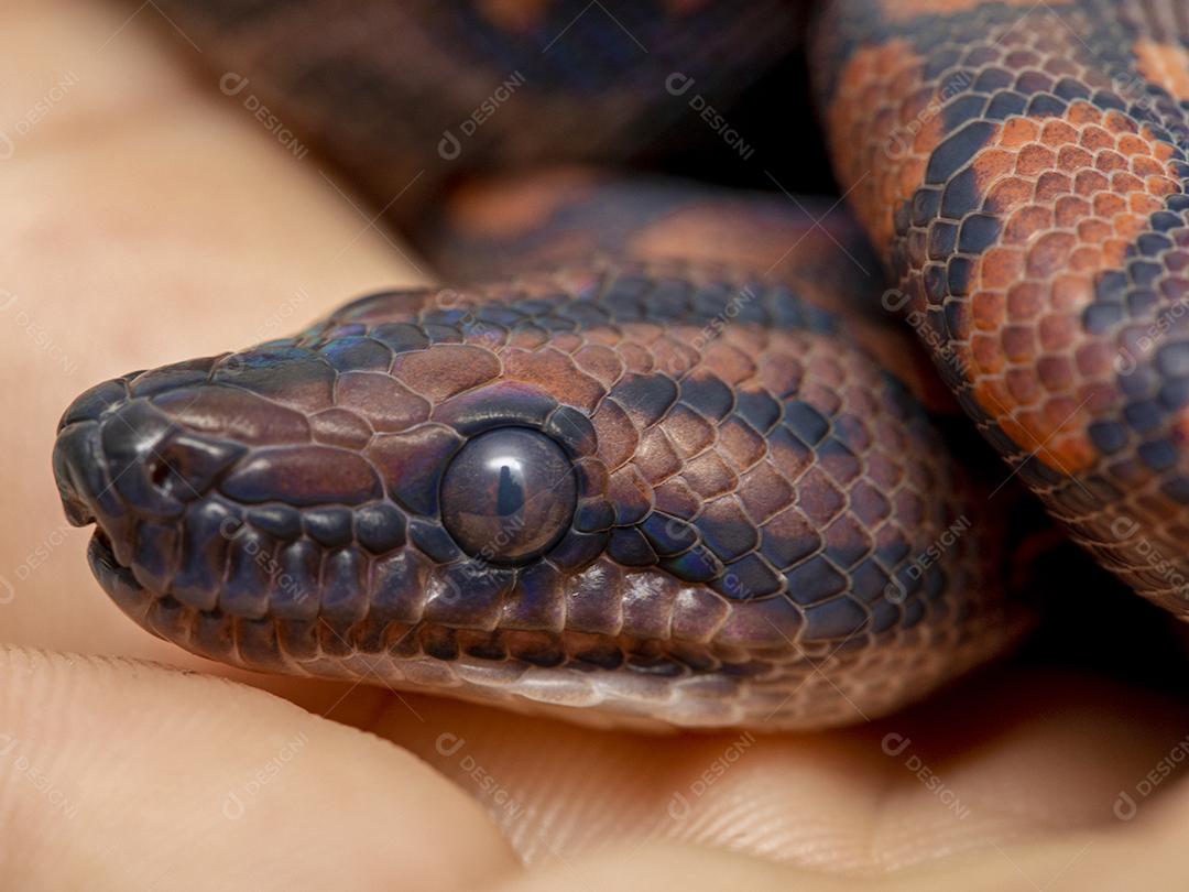 Epicrates cenchria is a boa constrictor species endemic to Central and South America. Common Names