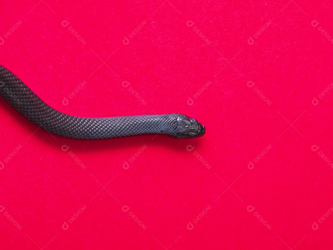 A cobra-real negra mexicana (Lampropeltis getula nigrita) faz parte da maior família de cobras colubridas e uma subespécie da cobra-real comum.