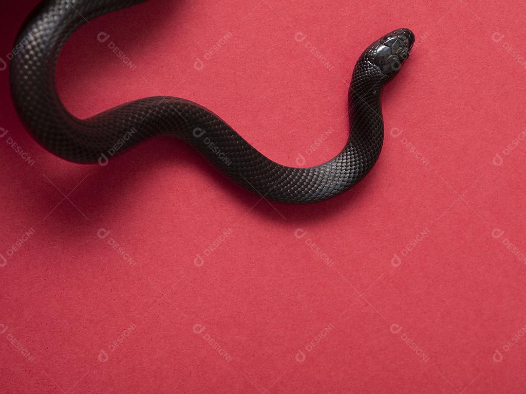 A cobra-real negra mexicana (Lampropeltis getula nigrita) faz parte da maior família de cobras colubridas e uma subespécie da cobra-real comum.