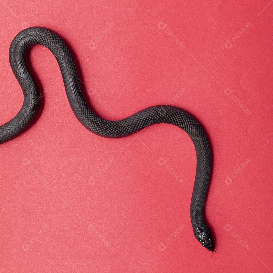 A cobra-real negra mexicana (Lampropeltis getula nigrita) faz parte da maior família de cobras colubridas e uma subespécie da cobra-real comum.