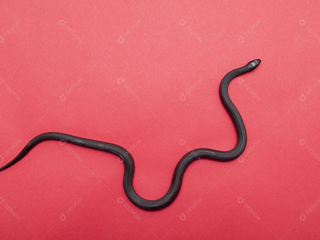 A cobra-real negra mexicana (Lampropeltis getula nigrita) faz parte da maior família de cobras colubridas e uma subespécie da cobra-real comum.