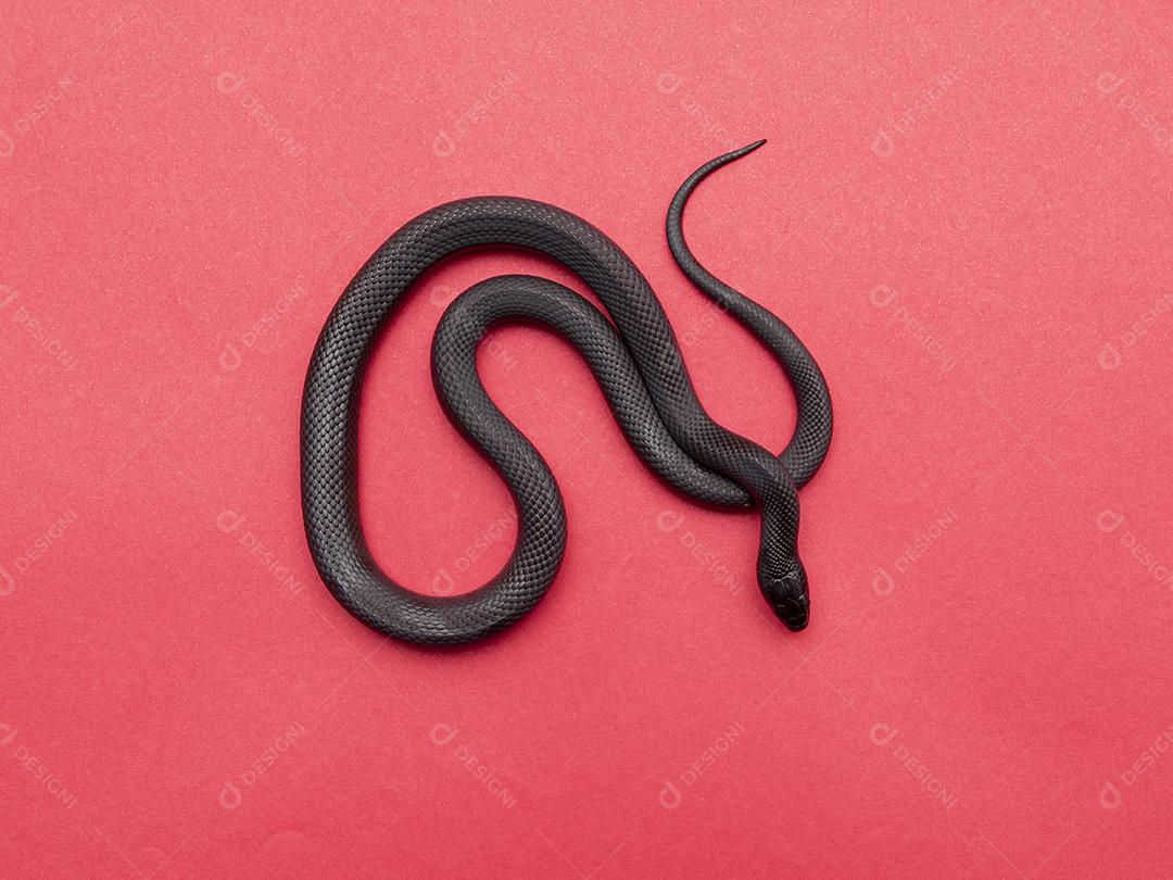 A cobra-real negra mexicana (Lampropeltis getula nigrita) faz parte da maior família de cobras colubridas e uma subespécie da cobra-real comum.