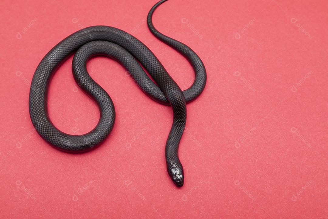 A cobra-real negra mexicana (Lampropeltis getula nigrita) faz parte da maior família de cobras colubridas e uma subespécie da cobra-real comum.