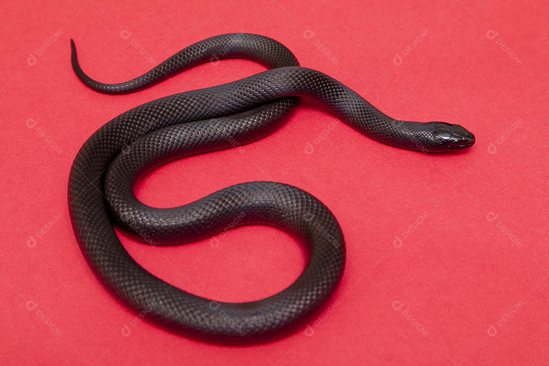 A cobra-real negra mexicana (Lampropeltis getula nigrita) faz parte da maior família de cobras colubridas e uma subespécie da cobra-real comum.