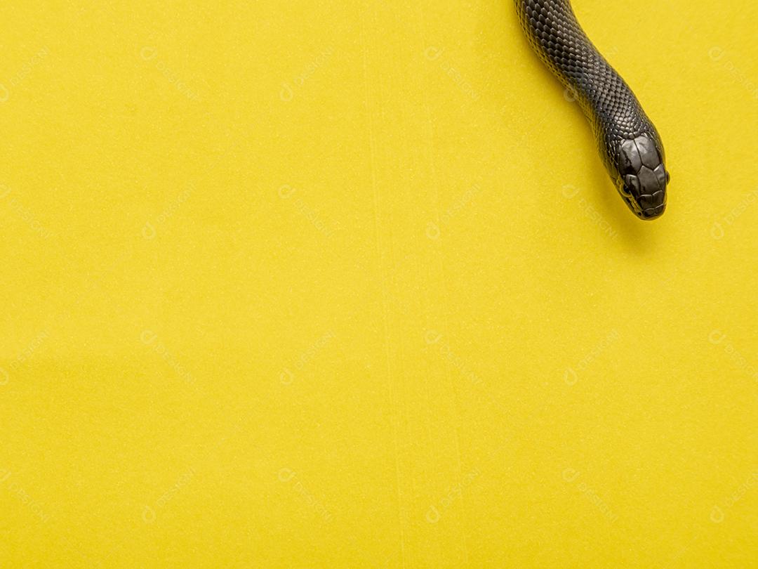 A cobra-real negra mexicana (Lampropeltis getula nigrita) faz parte da maior família de cobras colubridas e uma subespécie da cobra-real comum.