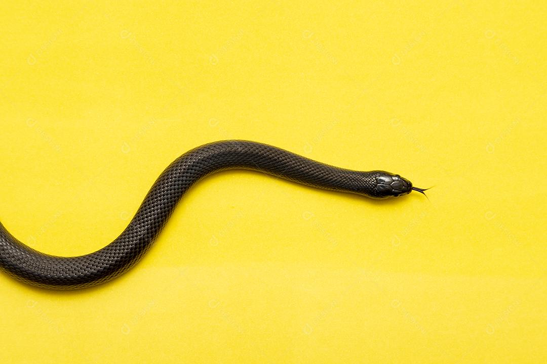 A cobra-real negra mexicana (Lampropeltis getula nigrita) faz parte da maior família de cobras colubridas e uma subespécie da cobra-real comum.