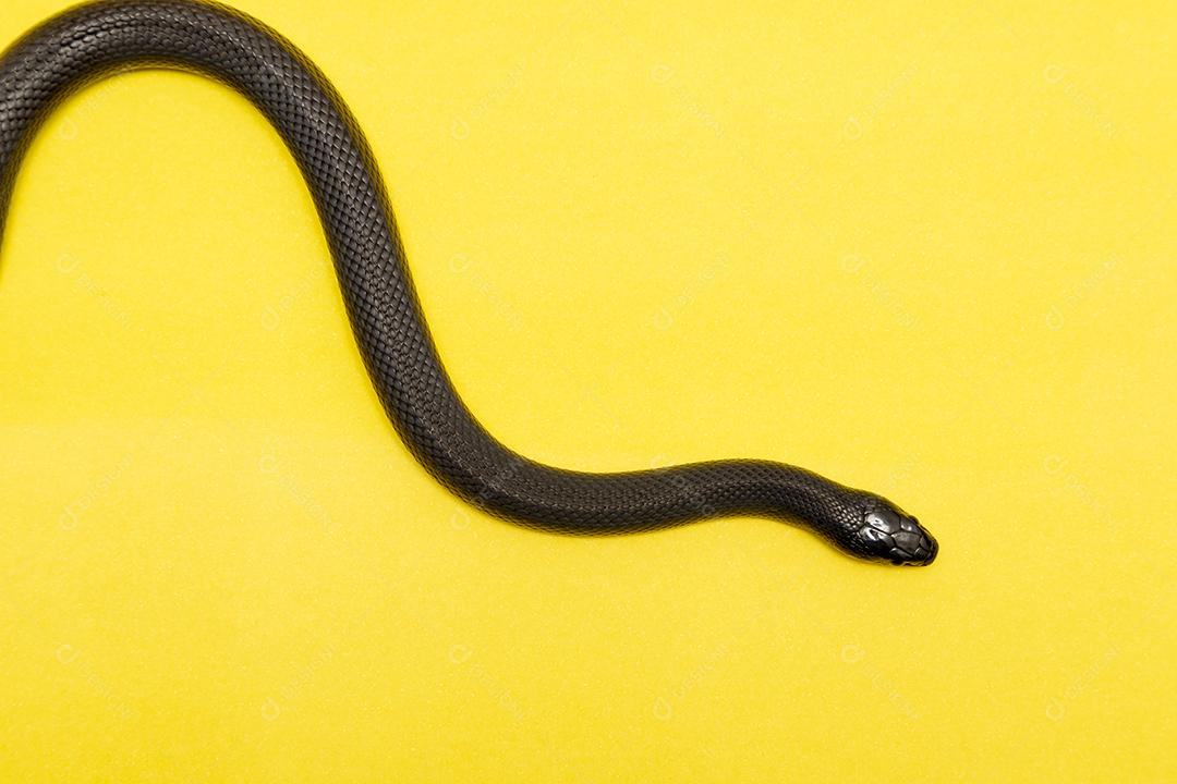 A cobra-real negra mexicana (Lampropeltis getula nigrita) faz parte da maior família de cobras colubridas e uma subespécie da cobra-real comum.
