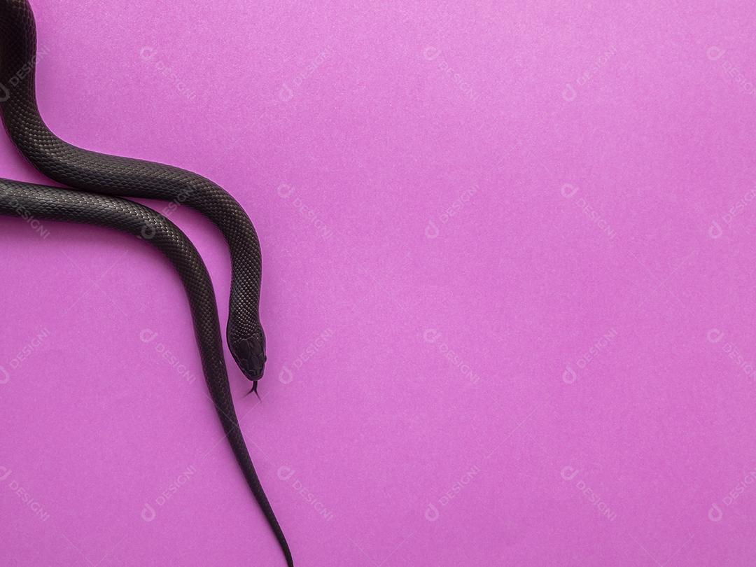 A cobra-real negra mexicana (Lampropeltis getula nigrita) faz parte da maior família de cobras colubridas e uma subespécie da cobra-real comum.