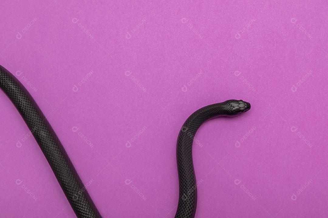 A cobra-real negra mexicana (Lampropeltis getula nigrita) faz parte da maior família de cobras colubridas e uma subespécie da cobra-real comum.