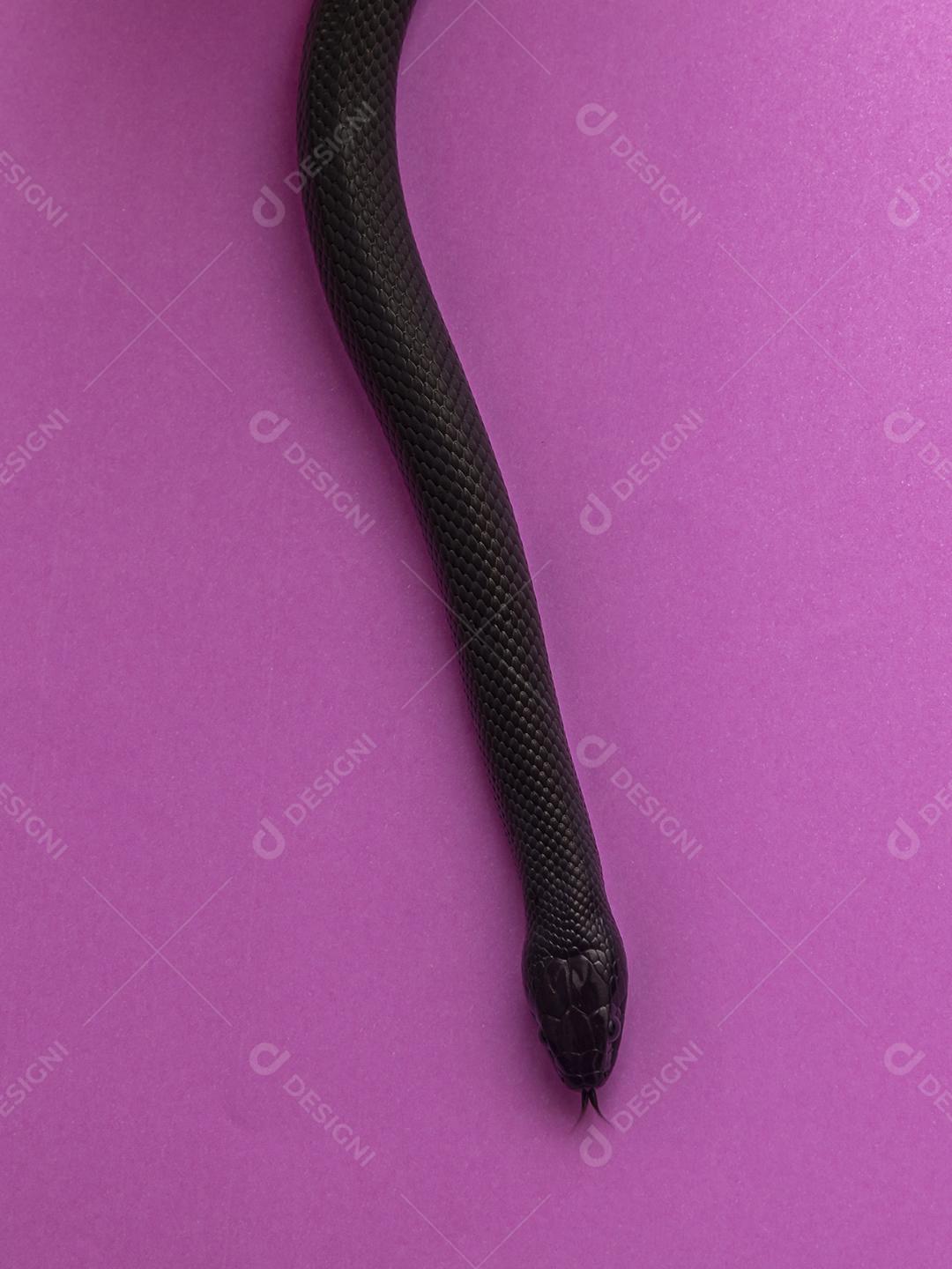A cobra-real negra mexicana (Lampropeltis getula nigrita) faz parte da maior família de cobras colubridas e uma subespécie da cobra-real comum.