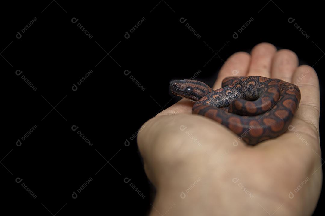 Epicrates cenchria é uma espécie de jibóia endêmica da América Central e do Sul. Os nomes comuns incluem a jibóia