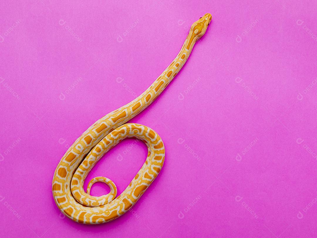 Python molurus bivitattus é uma das maiores espécies de cobras. É nativo de uma grande área do Sudeste Asiático