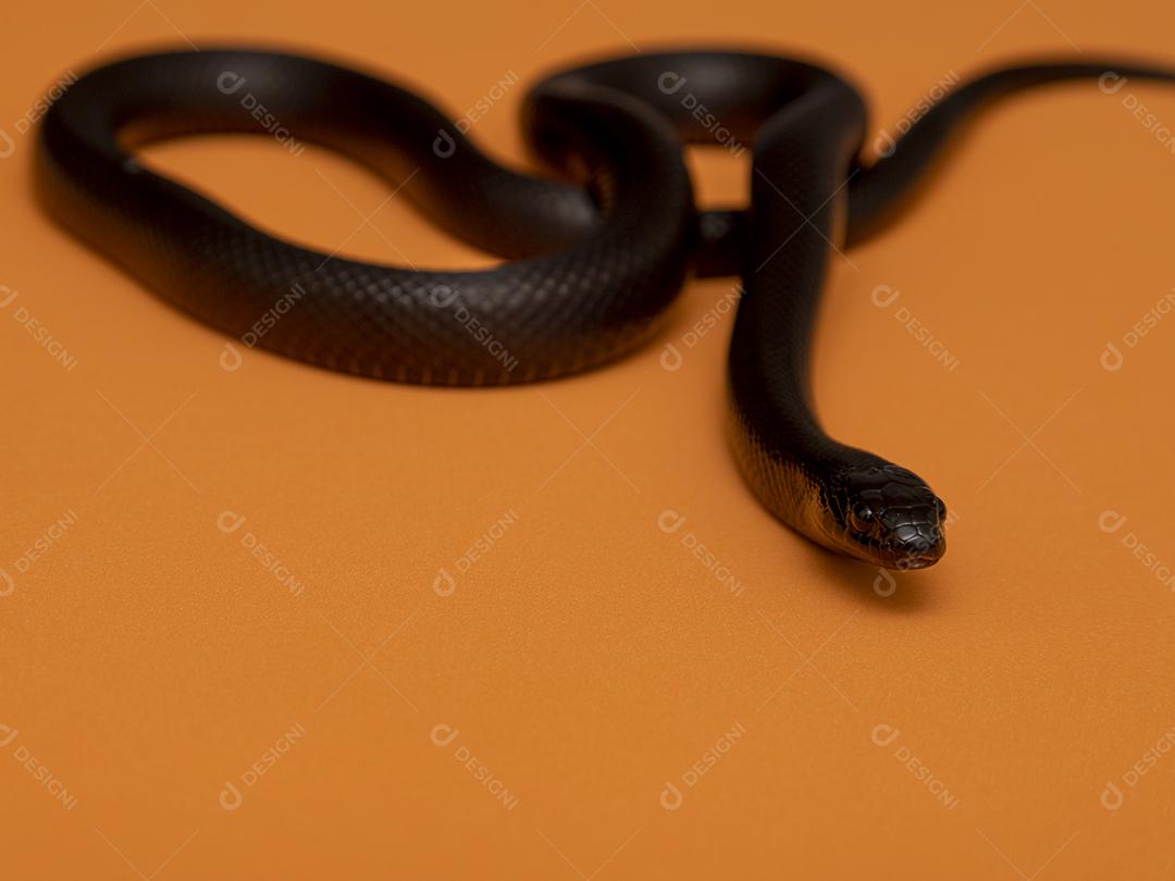A cobra-real negra mexicana (Lampropeltis getula nigrita) faz parte da maior família de cobras colubridas e uma subespécie da cobra-real comum.
