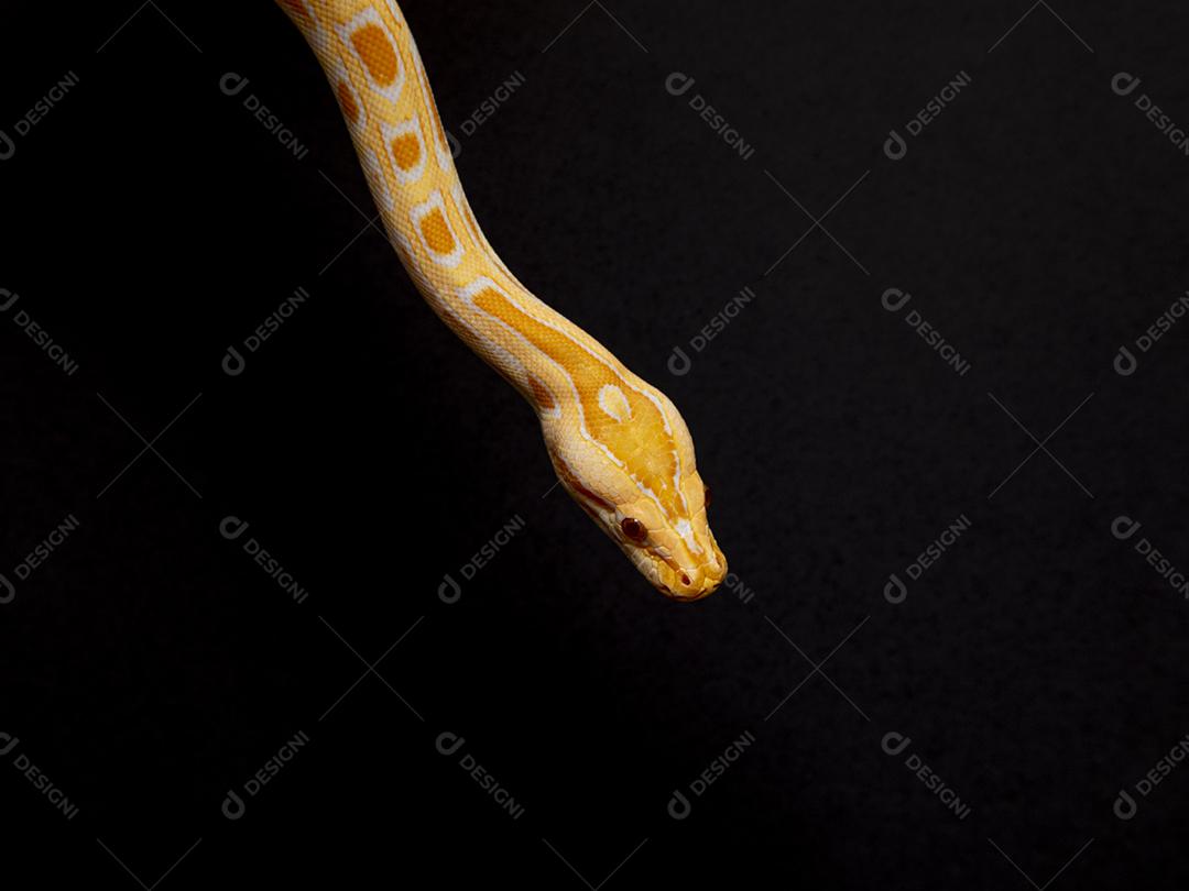 Python molurus bivitattus is one of the largest snake species. It is native to a large area of Southeast Asia