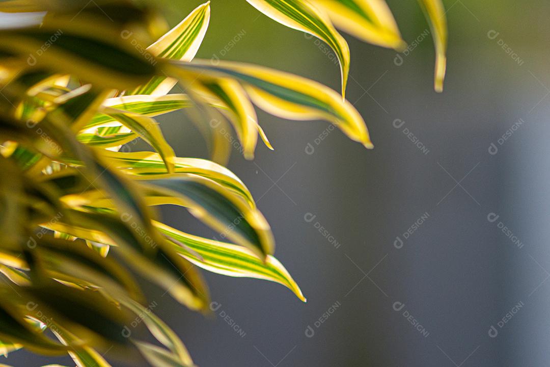 Textura de folhagem de árvores e arbustos.
