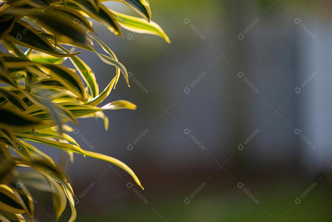 Textura de folhagem de árvores e arbustos.