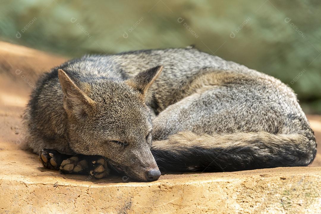 A raposa-caranguejeira (Cerdocyon thous), também conhecida como a raposa da floresta, raposa de madeira, bushdog ou maikong
