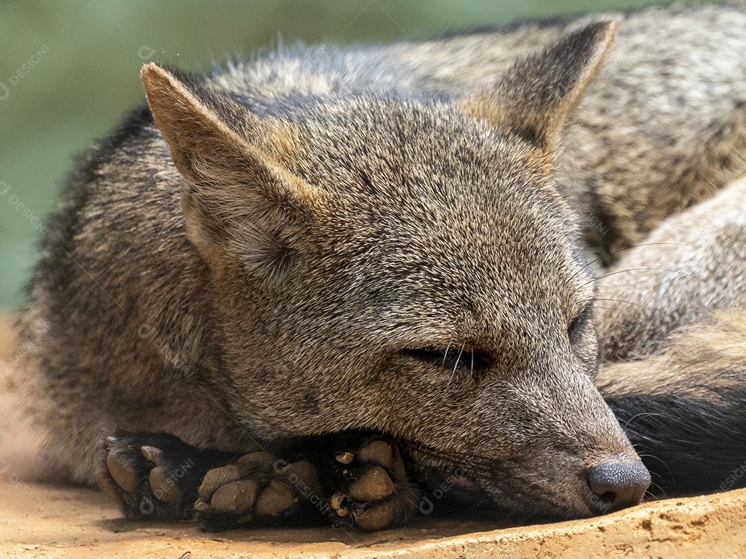 A raposa-caranguejeira (Cerdocyon thous), também conhecida como a raposa da floresta, raposa de madeira, bushdog ou maikong