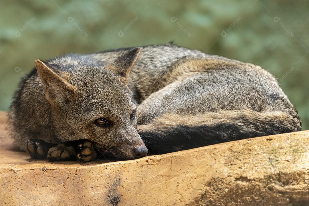 A raposa-caranguejeira (Cerdocyon thous), também conhecida como a raposa da floresta, raposa de madeira, bushdog ou maikong