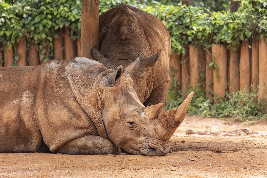 Dois grandes rinocerontes no zoológico