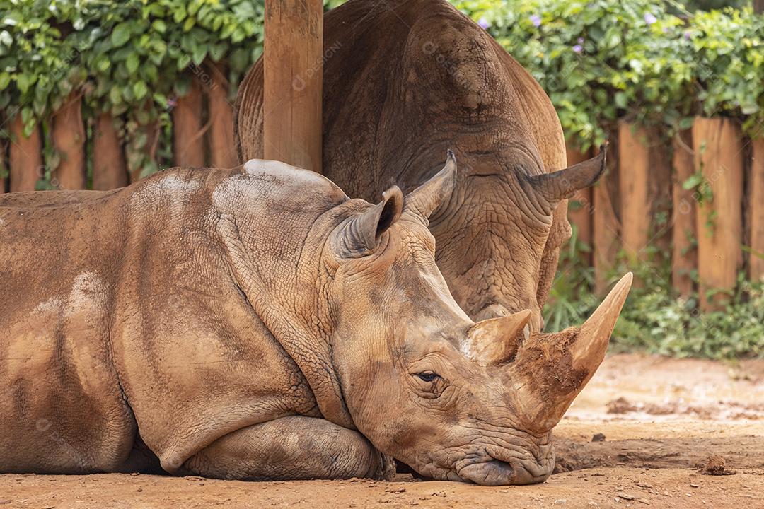 Dois grandes rinocerontes no zoológico