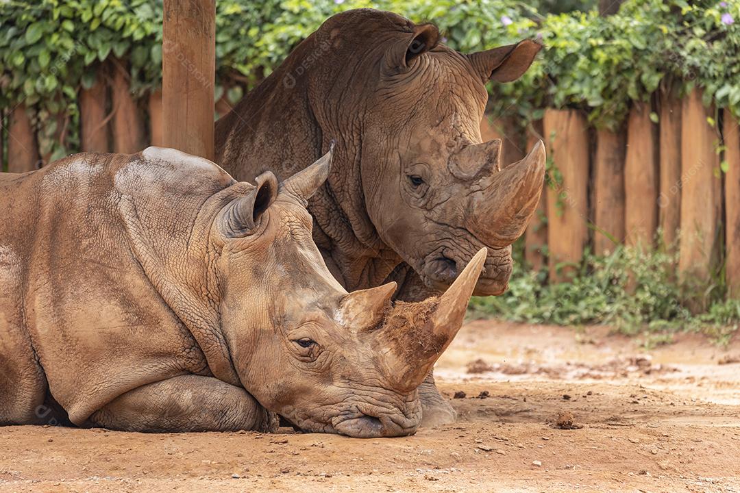 Dois grandes rinocerontes no zoológico