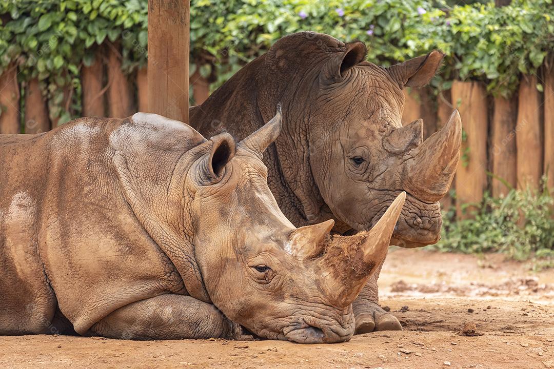 Dois grandes rinocerontes no zoológico