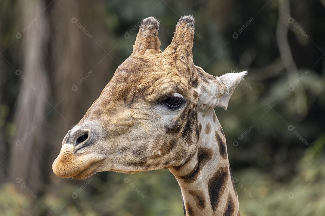 Uma girafa (Giraffa camelopardalis) durante o dia