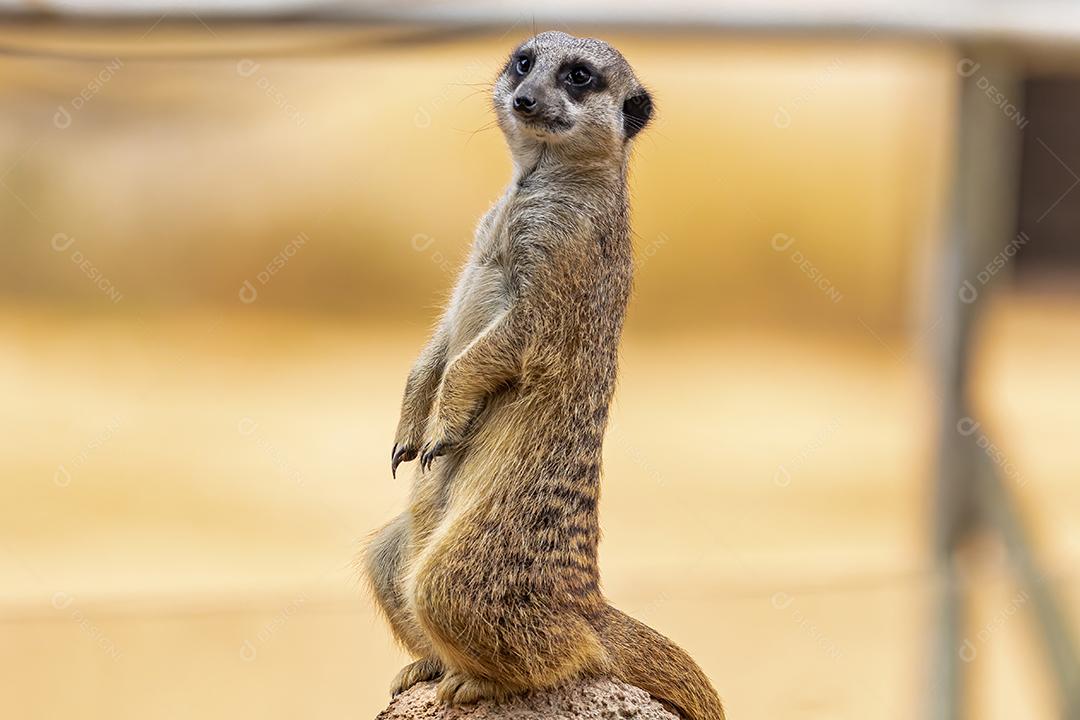 O meerkat (Suricata suricatta) ou suricate é um pequeno mangusto encontrado no sul da África