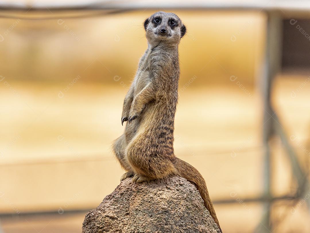 O meerkat (Suricata suricatta) ou suricate é um pequeno mangusto encontrado no sul da África