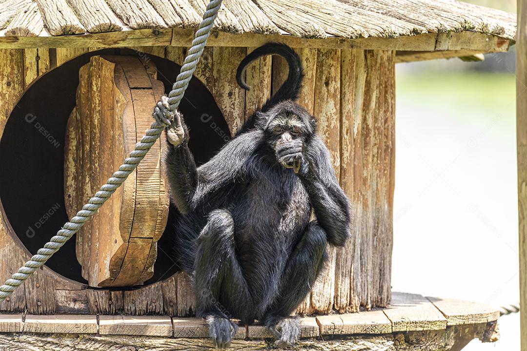 Os macacos-aranha são macacos do Novo Mundo pertencentes ao gênero Ateles, parte da subfamília Atelinae