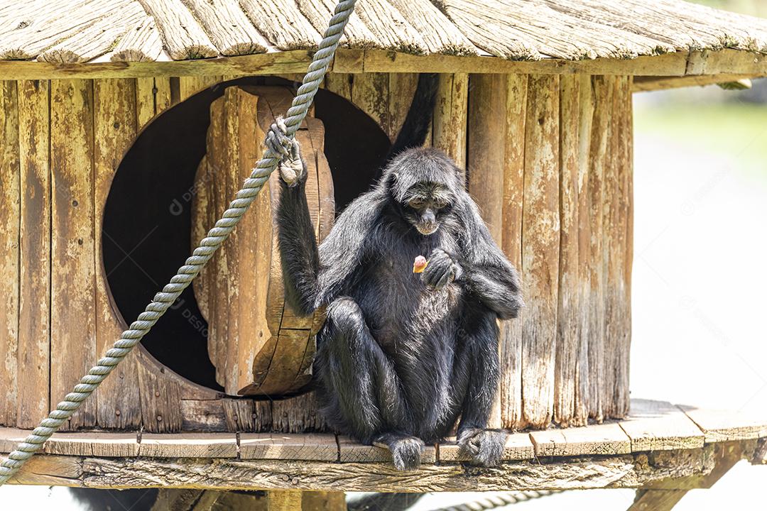 Os macacos-aranha são macacos do Novo Mundo pertencentes ao gênero Ateles, parte da subfamília Atelinae