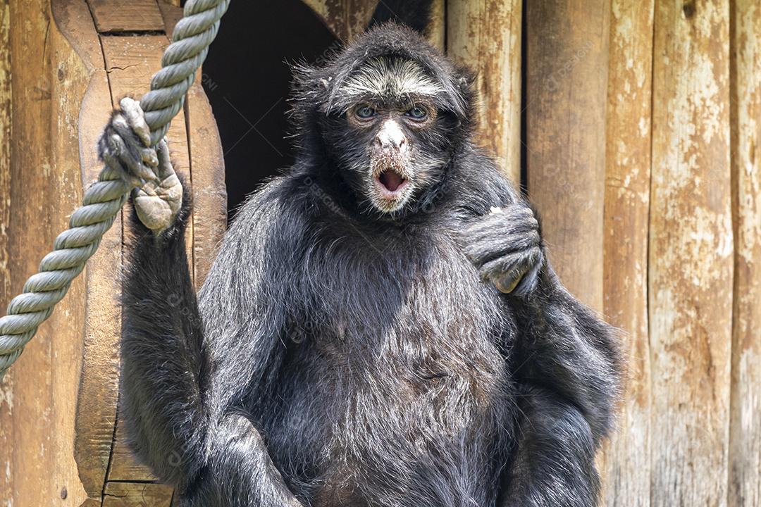 Os macacos-aranha são macacos do Novo Mundo pertencentes ao gênero Ateles, parte da subfamília Atelinae