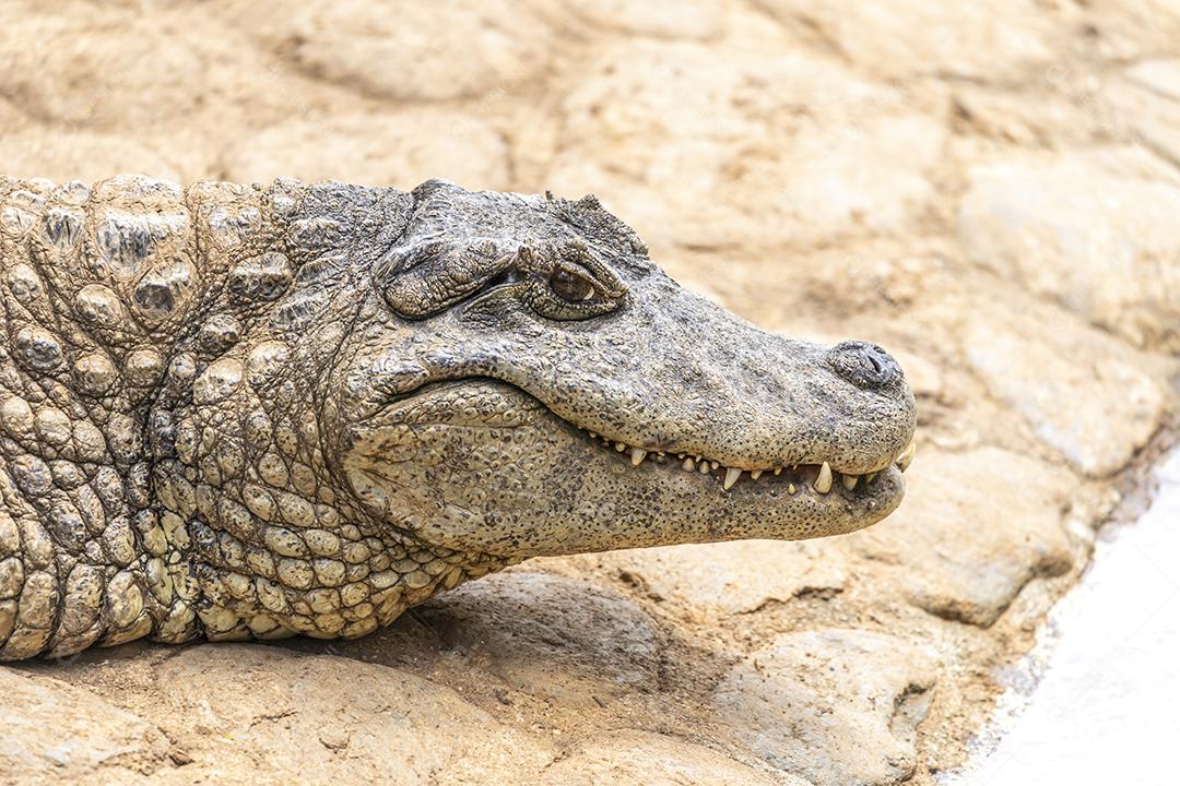Jacaré tomando sol na grama