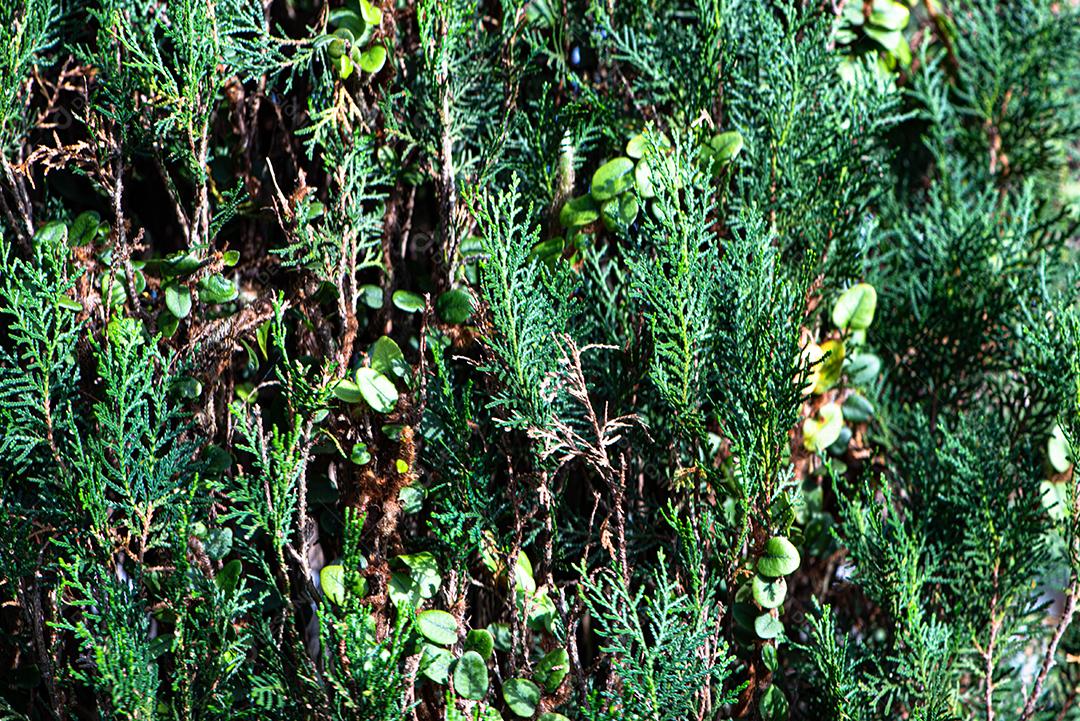 Textura de folhagem de árvores e arbustos.