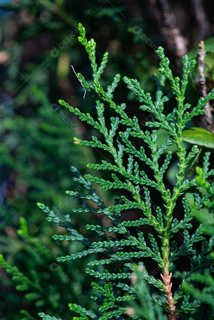 Textura de folhagem de árvores e arbustos.