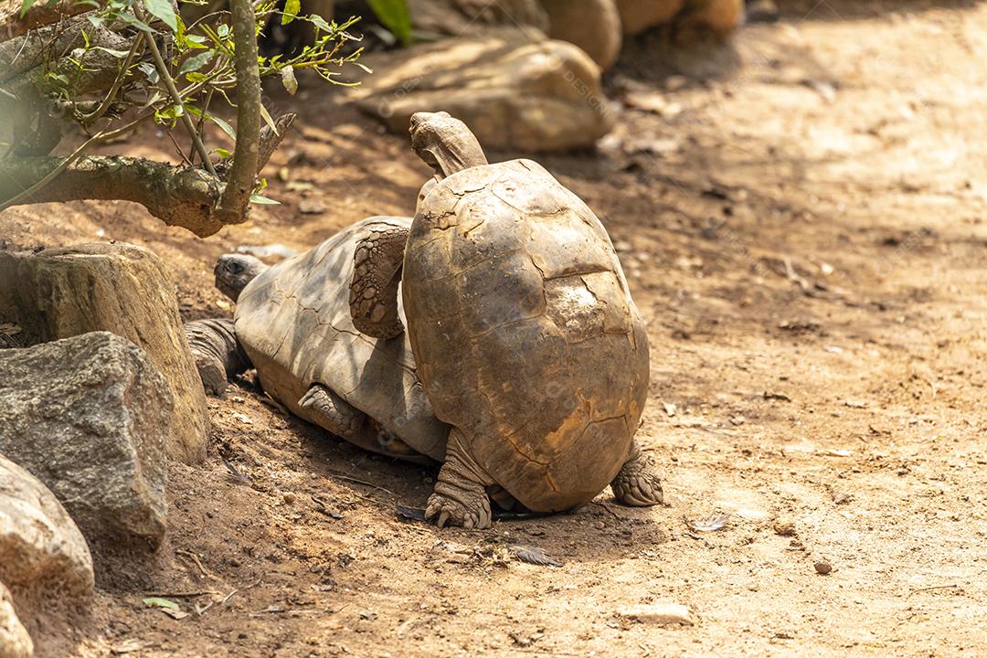 par de tartarugas (Chelonoidis carbonaria) acasalamento