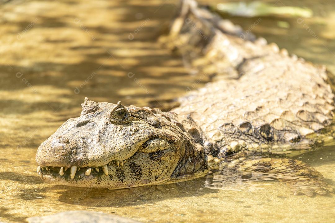 Jacaré tomando sol na grama