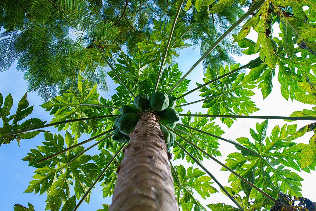 O mamoeiro é uma árvore de caule semi-herbáceo e cilíndrico e produz mamão em suas extremidades