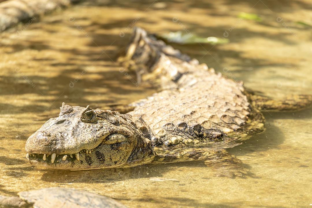 Jacaré tomando sol na grama
