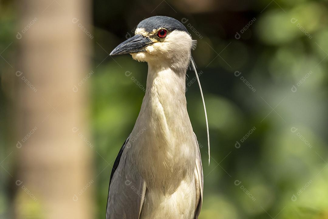 A garça estriada (Butorides striata) também conhecida como garça do mangue, garça pequena ou de dorso verde