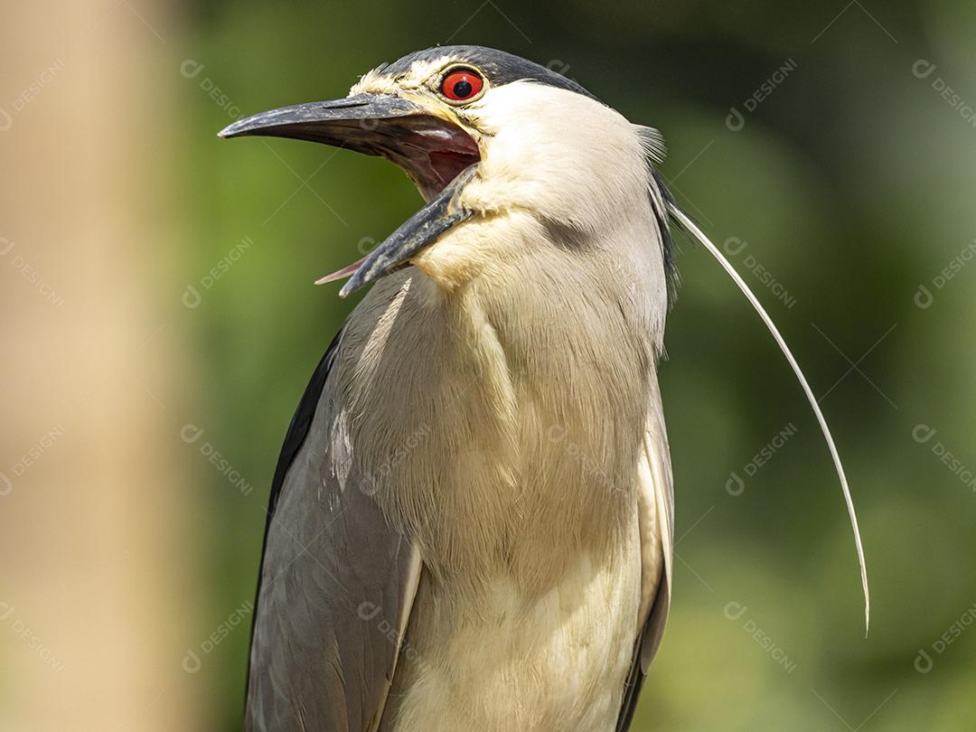 A garça estriada (Butorides striata) também conhecida como garça do mangue, garça pequena ou de dorso verde