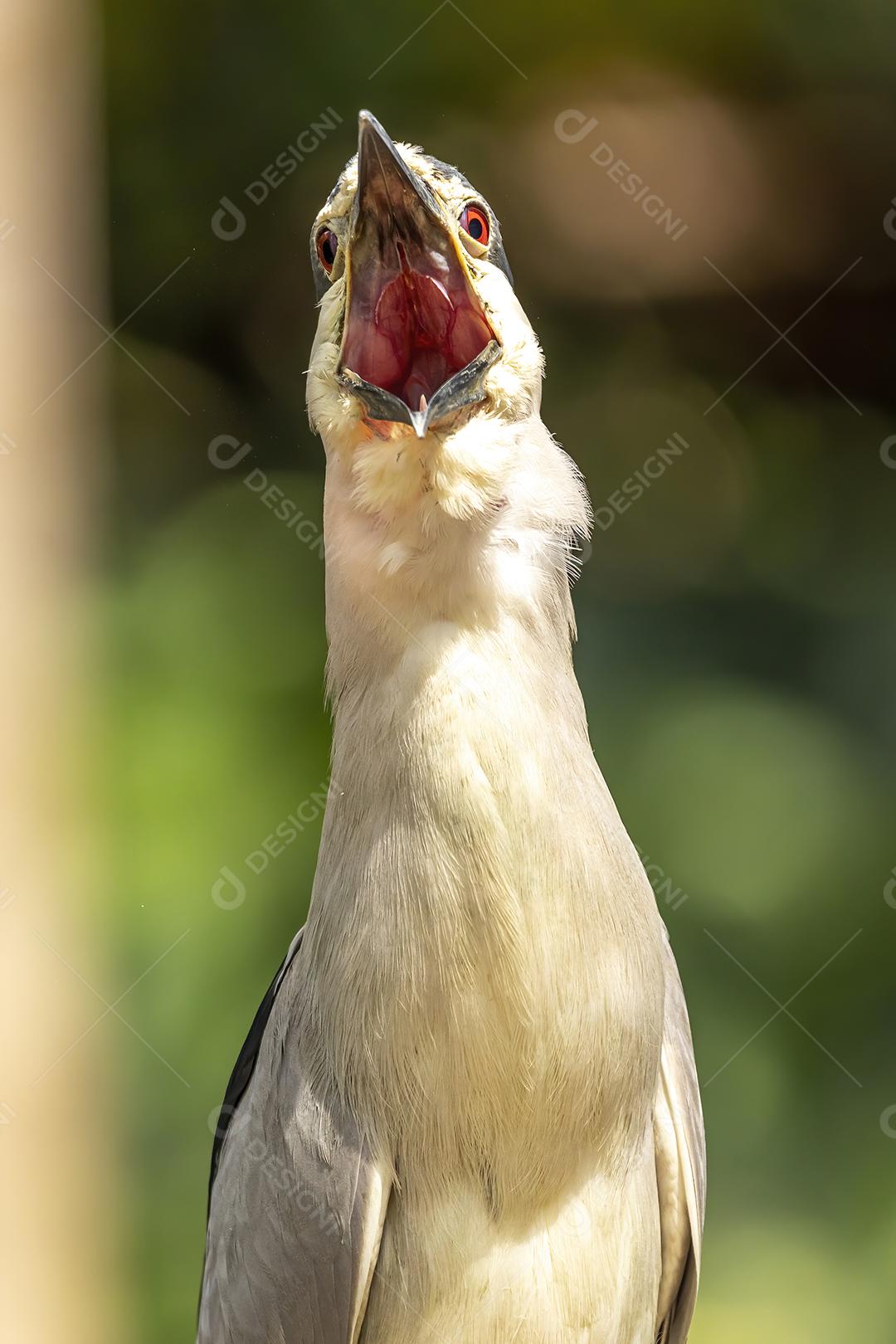 A garça estriada (Butorides striata) também conhecida como garça do mangue, garça pequena ou de dorso verde